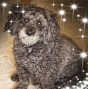 Meet your Posher, Ali